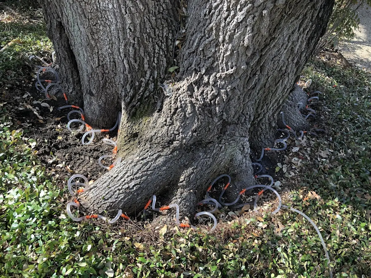 Detailed Tree Cabling and Bracing job site in Shirland