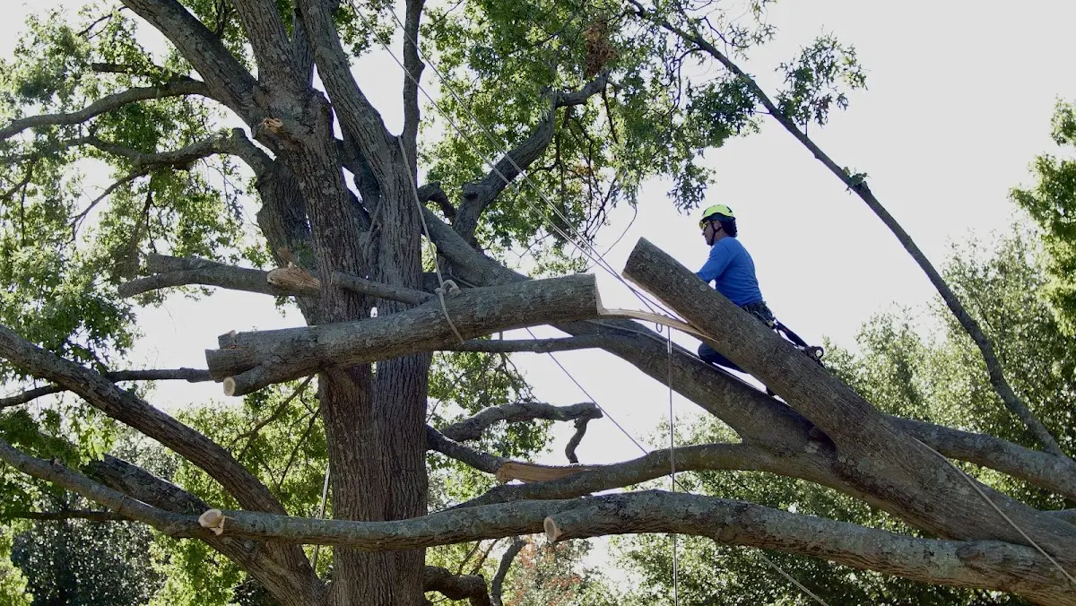 Professional Crown Thinning performed by certified arborists in Shirland