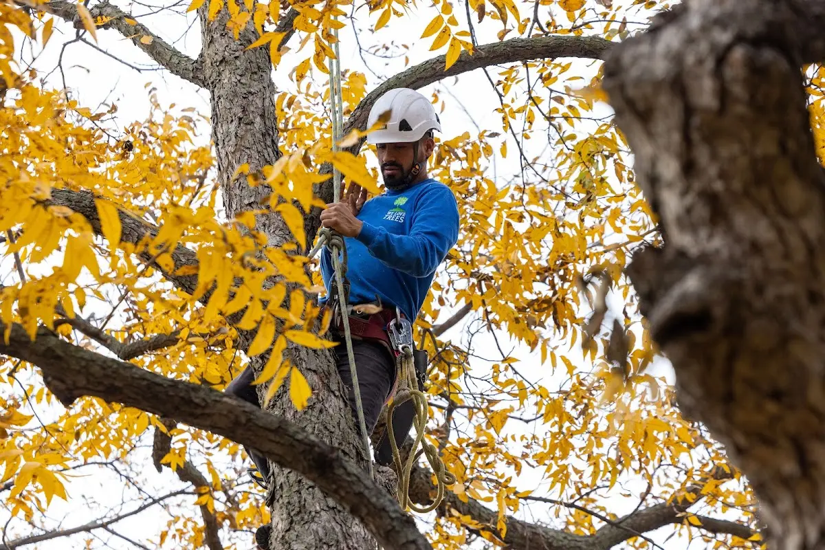 Skilled Tree Planing crew working in Shirland