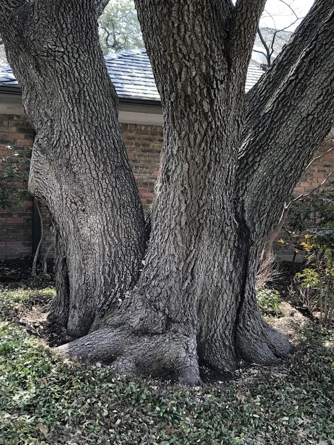 Mature heritage tree close to a Shirland property cared for by certified arborists